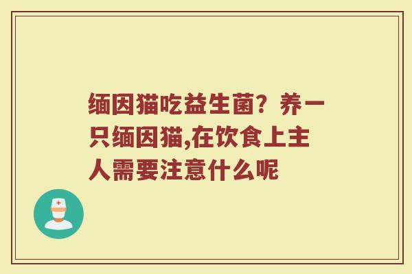 缅因猫吃益生菌？养一只缅因猫,在饮食上主人需要注意什么呢