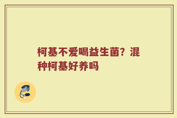 柯基不爱喝益生菌？混种柯基好养吗