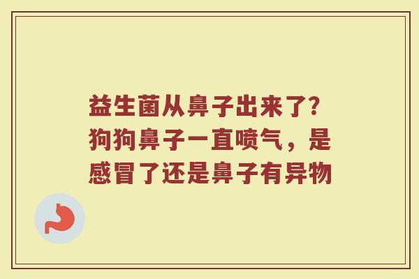 益生菌从鼻子出来了？狗狗鼻子一直喷气，是感冒了还是鼻子有异物