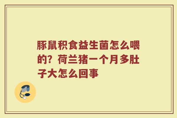 豚鼠积食益生菌怎么喂的？荷兰猪一个月多肚子大怎么回事