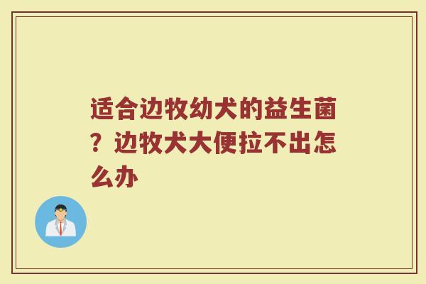 适合边牧幼犬的益生菌？边牧犬大便拉不出怎么办