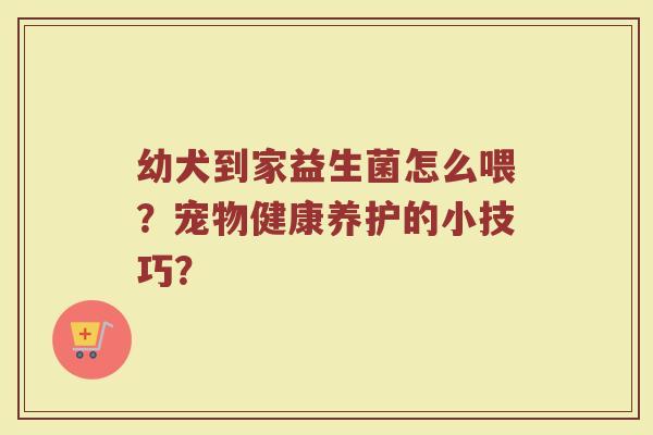 幼犬到家益生菌怎么喂？宠物健康养护的小技巧？