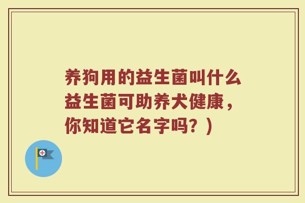 养狗用的益生菌叫什么益生菌可助养犬健康,你知道它名字吗?)