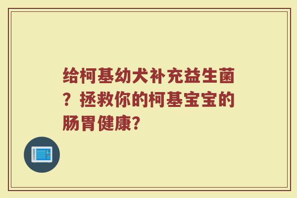 给柯基幼犬补充益生菌？拯救你的柯基宝宝的肠胃健康？