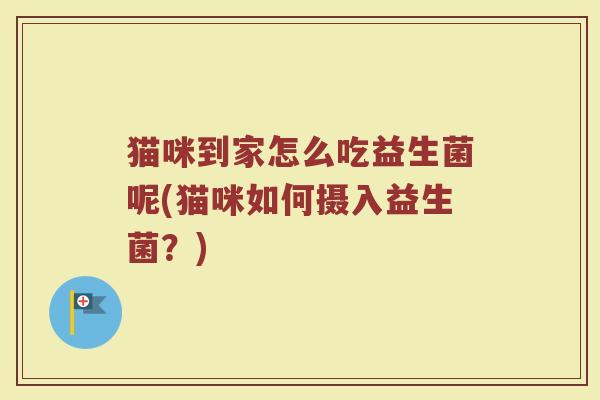 猫咪到家怎么吃益生菌呢(猫咪如何摄入益生菌？)