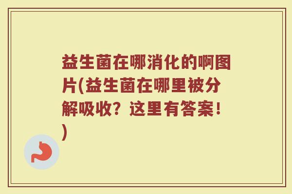 益生菌在哪消化的啊图片(益生菌在哪里被分解吸收？这里有答案！)