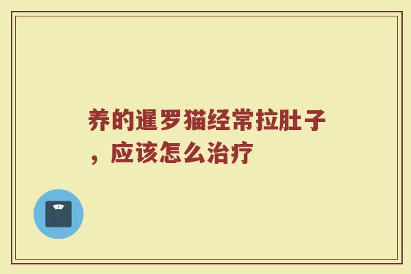 养的暹罗猫经常拉肚子，应该怎么治疗