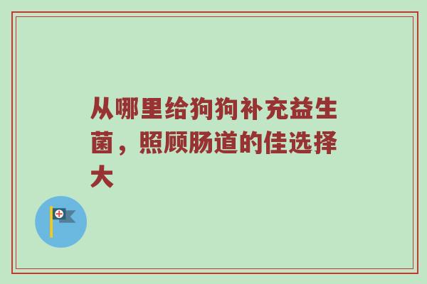 从哪里给狗狗补充益生菌，照顾肠道的佳选择大