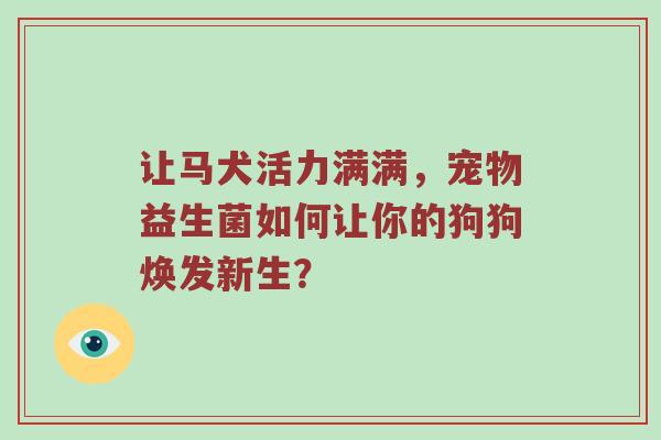 让马犬活力满满，宠物益生菌如何让你的狗狗焕发新生？