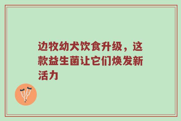 边牧幼犬饮食升级，这款益生菌让它们焕发新活力